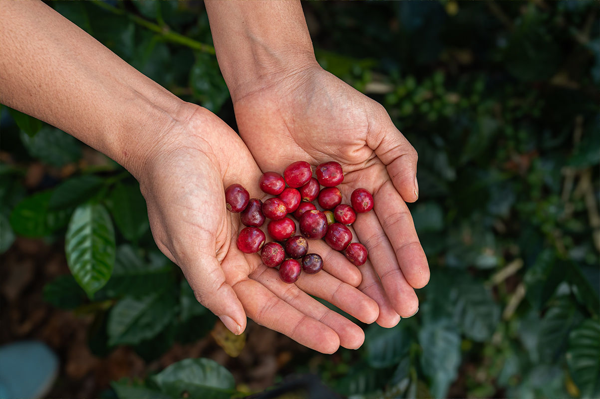 Close-up of hands holding freshly picked ripe red coffee cherries against a background of green coffee leaves.