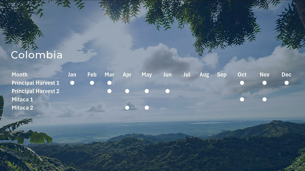Colombian harvest calendar over lush green landscape; months listed with dots for harvest periods against a cloudy sky.
