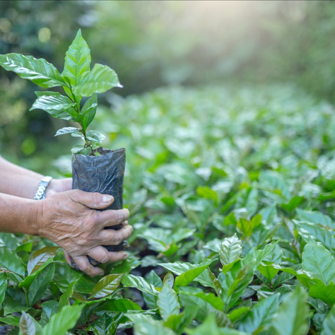 Ecological Restoration Progress in RioSierra's Agroforestry Systems 