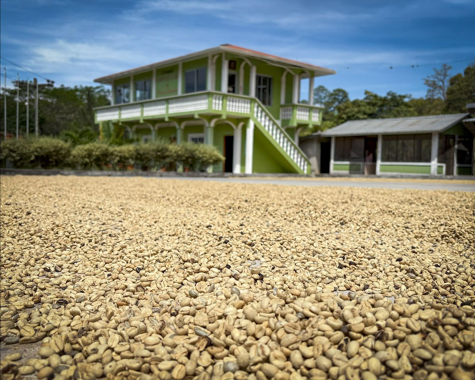 Coffee beans drying in the foreground before a green two-story building with stairs under a blue sky.