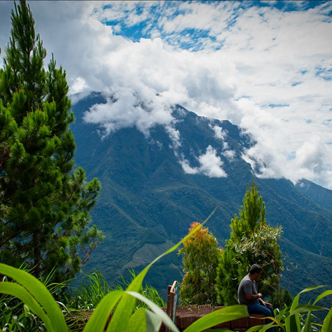 What Buyers Should Expect from Peru’s 2026 Coffee Harvest