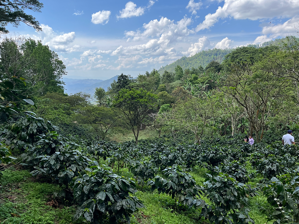 Coffee farm landscape picture in Comayagua Honduras