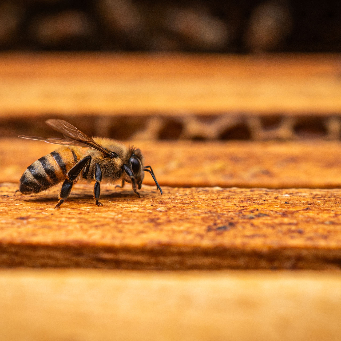 Close-up of a bee walking on a wooden hive surface in natural light.