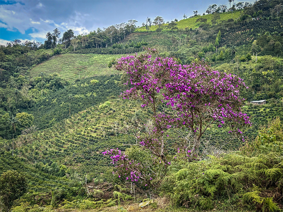 Peruvian Landscape