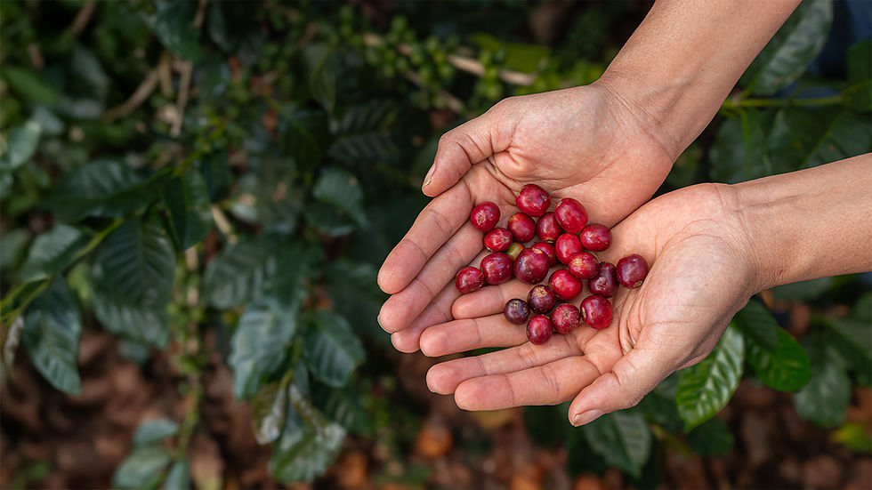 Coffee cherries held by a producer