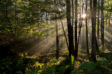 Light piercing through a forest. Hereford mountain in Quebec