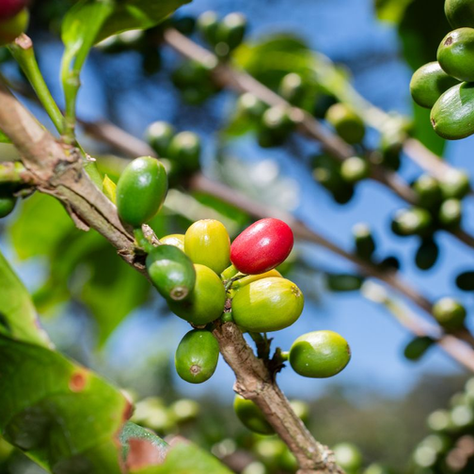 Internal Expertise, Global Vision: Welcoming Roxana Lara Pallares to ElevaFinca