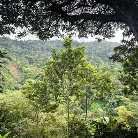 Honduras Harvest Update - Origin 2 of 3