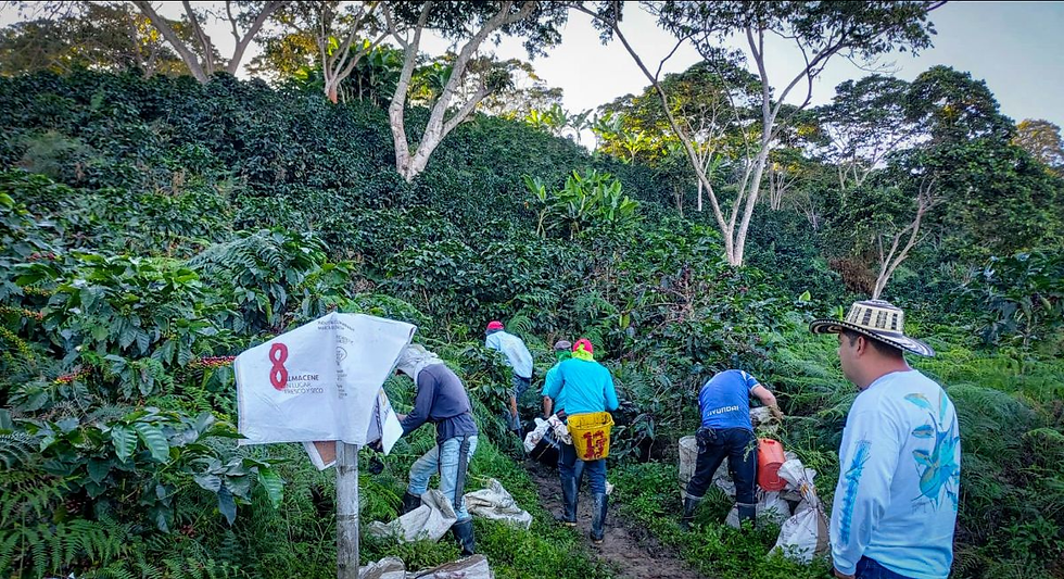 Workers pick coffee on a lush hillside, with a man in a striped hat watching; a sign marked 8 stands in the foreground.