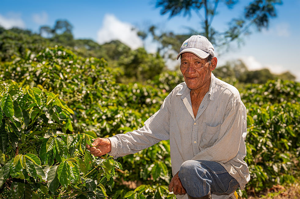 Coffee producer showing his coffee cherries
