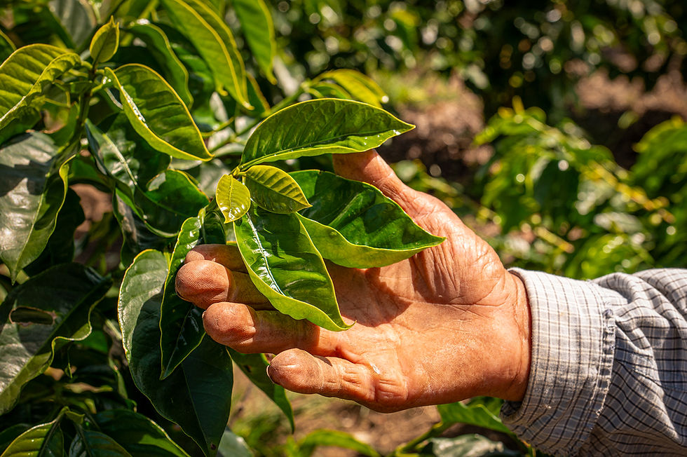 Asesoramiento en metodología de gestión de proyectos (Asesor Externo)