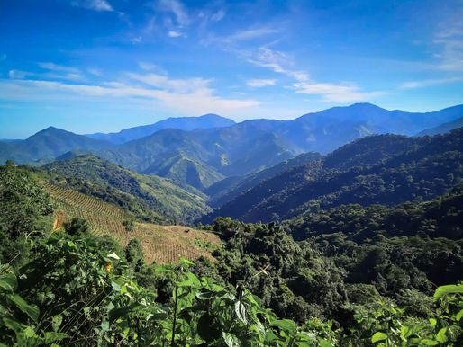 Supervisor de Agroindustria - Kuska