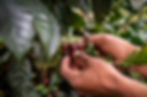 Closeup of hands picking coffee cherries