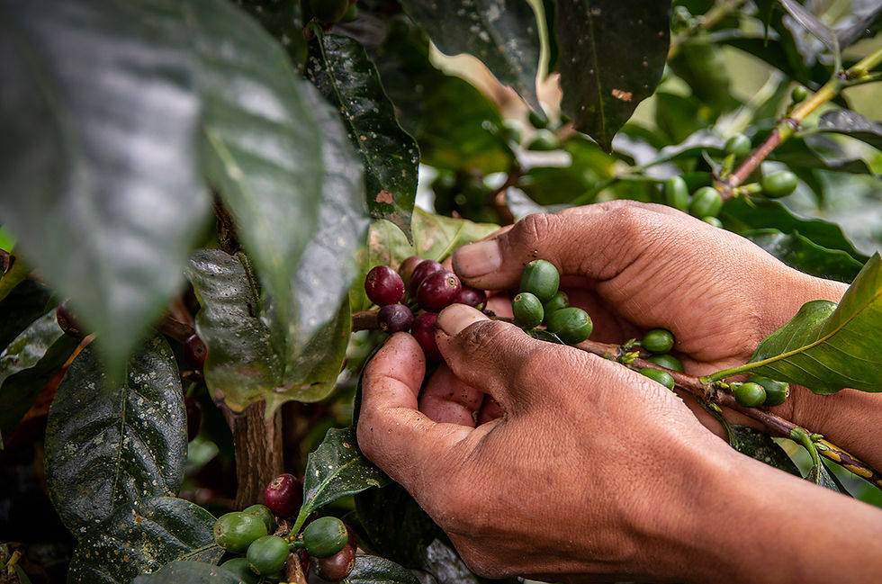 Closeup of hands picking coffee cherries