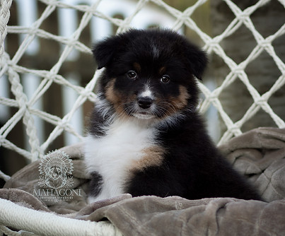 blake 3 6 w logo.jpg