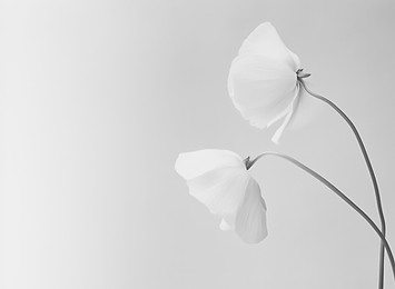 yuvalna_photo_An_elegant_botanical_photograph_of_two_white_ranu_ff002b0b-d752-449f-b038-05