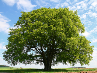 AN ECOSYSTEM MINDSET: USER RESEARCH