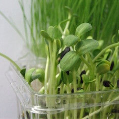 Gourmet Microgreens