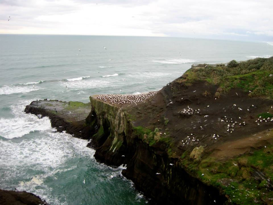 Muriwai