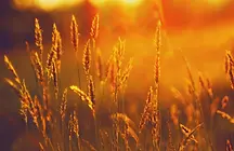 Wheat & sunshine.webp