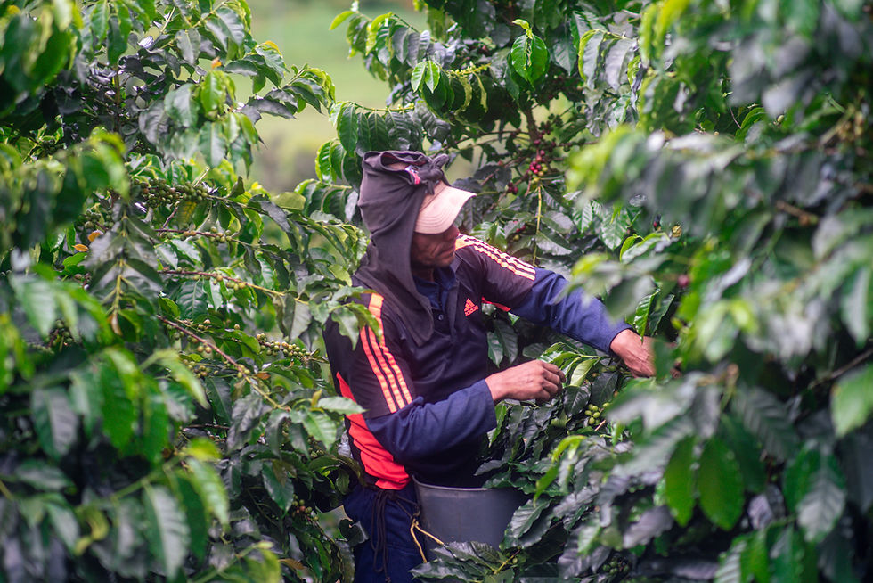 Person harvesting coffee cherries among lush green leaves, wearing a hooded jacket with red stripes, conveying a focused mood.