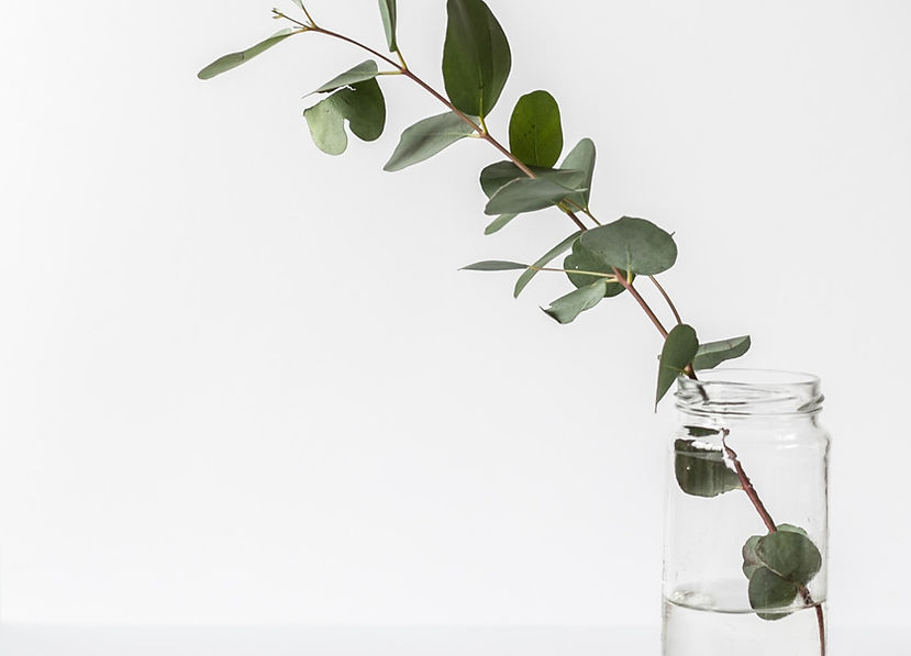 green leafed plant in glass jar_edited.jpg