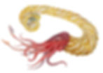 muramotoceras