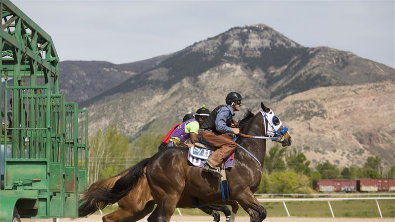 Matched Horse Races | Golden Spike
