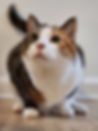 image000000.jpeg