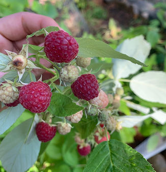 Easy Tips for Pruning Raspberry Bushes