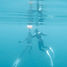 Freedive.jpg