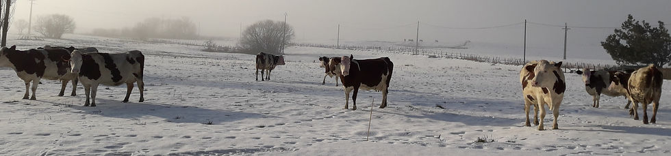 20190121_101545_edited.jpg