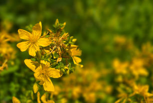 Johanniskraut (Hypericum perforatum)
DAS Sonnenkraut: unter anderem bei depressiver Verstimmung, Nervosität, Angstzustände sowie Neuralgien