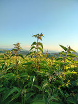 Brennnessel
(Urtica dioica)
Vielfältige Pflanze; unter anderem bei rheumatischen Krankheiten, Harnwegsinfekte, Anämie und schwache Menstruation