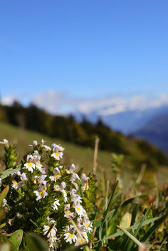 Augentrost
(Euphrasia officinalis)
Unter anderem bei Entzündungen am Auge, Heuschnupfen, müde und trockene Augen