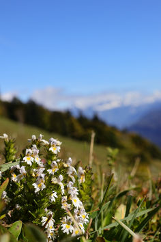 Augentrost
(Euphrasia officinalis)
Unter anderem bei Entzündungen am Auge, Heuschnupfen, müde und trockene Augen