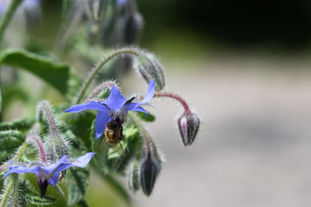 Borretsch
(Borago officinalis)
Unter anderem bei Hautthemen, PMS, depressive Verstimmung und Allergien