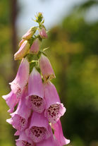 Roter Fingerhut
(Digitalis purpurea)
Giftige Pflanze! Nur als Homöopathika oder Spagirik bei Herzrhythmusstörungen