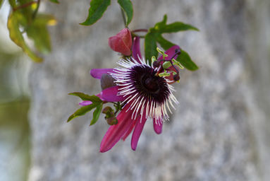Passionsblume
(Passiflora incarnata)
Unter anderem bei Nervosität, Schlafproblemen, depressive Verstimmungen, Stress und unterstützend bei Suchtmittelentwöhnung