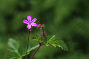 stinkender Storchschnabel
(Geranium robertianum)
Unter anderem für den Lymphfluss, bei Hautthemen und Juckreit sowie bei Durchfall