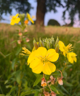 Nachtkerze (Oenothera biennis)
Unter anderem bei Hautthemen (insbesondere Neurodermitis), Frauenbeschwerden (PMS, Wechseljahrbeschwerden), Allergien und unterstützend bei rheumatischen Krankheiten