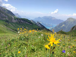 Sommer; In der TEN dem Temperament Choleriker zugeordnet mit den Qualitäten warm & trocken.
Der Choleriker ist tatkräftig, mutig, stolz und entschlossen.