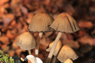 Herbst;In der TEN dem Temperament Phlegmatiker zugeordnet mit den Qualitäten kalt & feucht.
Der Phlegmatiker ist hilfsbereit, loyal, mitfühlend und gefühlvoll.