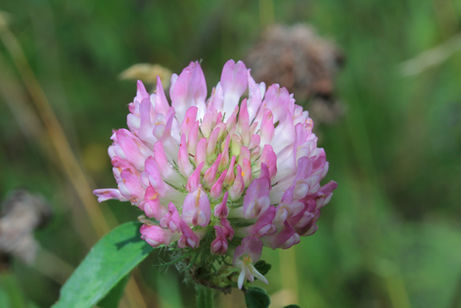 Rotklee
(Trifolium pratense)
Unter anderem bei Wechseljahrbeschwerden, hormonelles Ungleichgewicht bei PMS