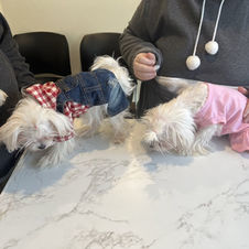 Cute puppies dressed in cloths being cared for at Faith Veterinary Hospital in Mooresville, NC.