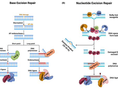 DNA Lesions I