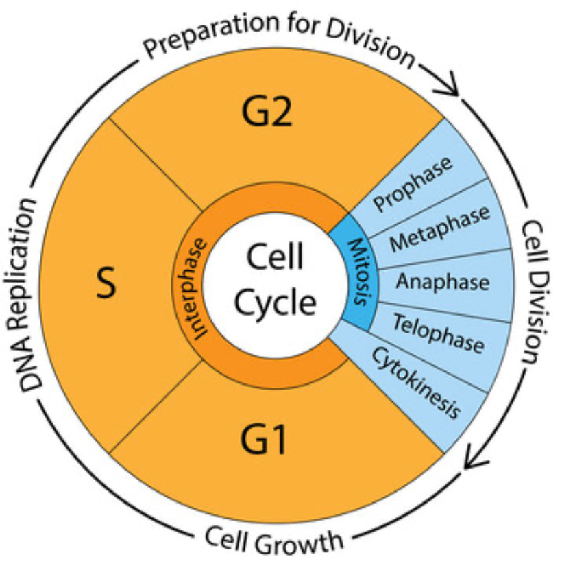 The cell cycle. The cell cycle begins in G1 (growth phase), then enters the S (synthesis) phase where it will replicate its genome, then it enters G2 (second growth phase) before initiating the four steps of mitosis. In the last step, cytokinesis, the two cells finally separate.
