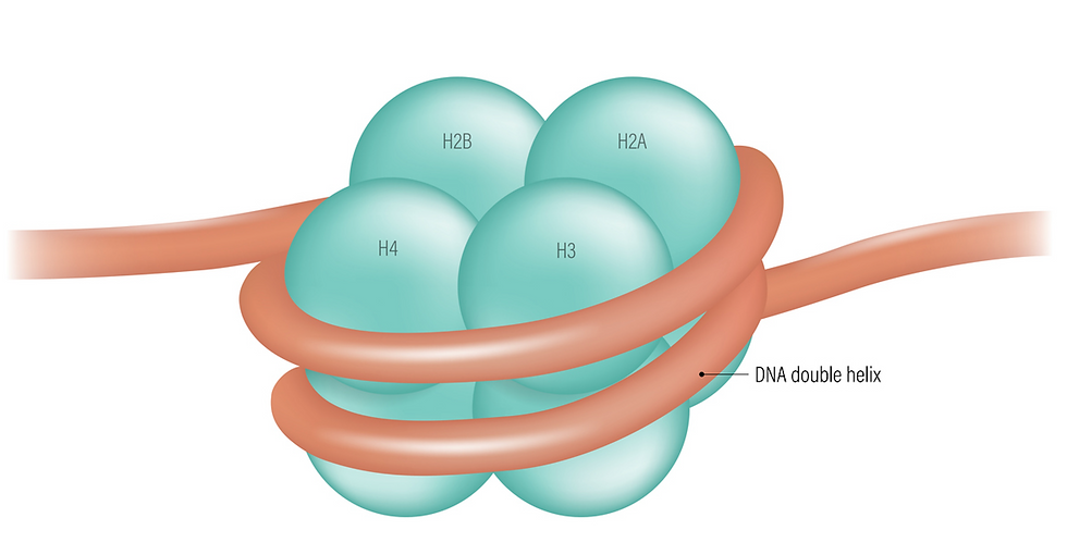 Nucleosome: The double helix is wrapped twice around a spool of eight histone proteins. Between the nucleosomes are stretches of naked linker DNA.