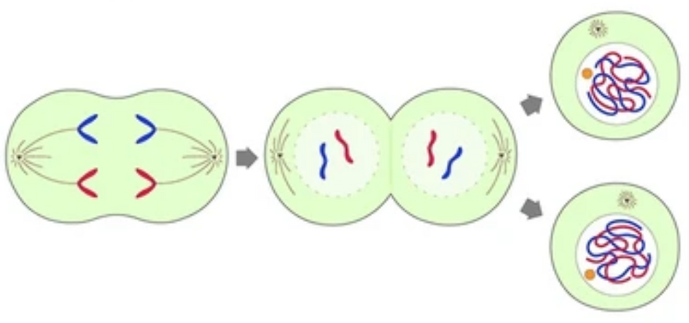 Anaphase Telophase Daughter cells