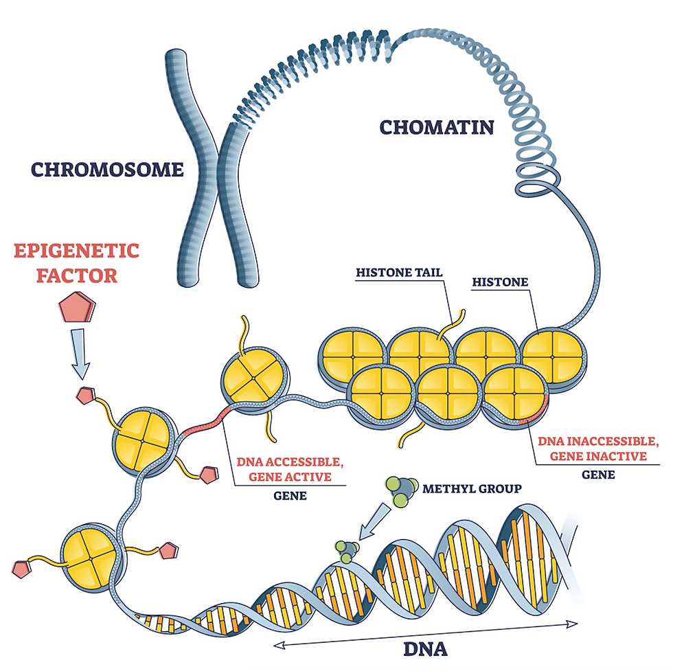 Meaningful chemical markings: These include epigenetic factors attached to histone tails and direct methylation of DNA nucleotides.